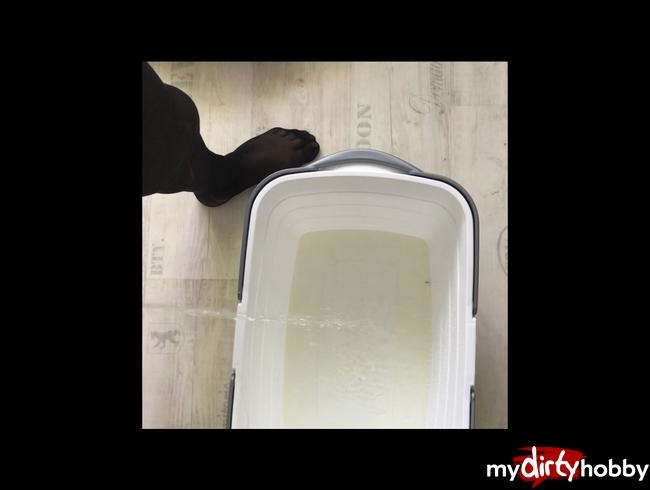 pisse in wäschekorb die fotze